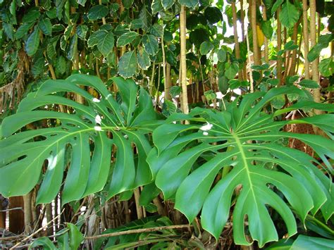 .: Na natureza selvagem: as plantas fogem? Matos que não se comem.