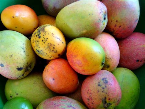 Famous Mango varieties in India ( King of Fruits)