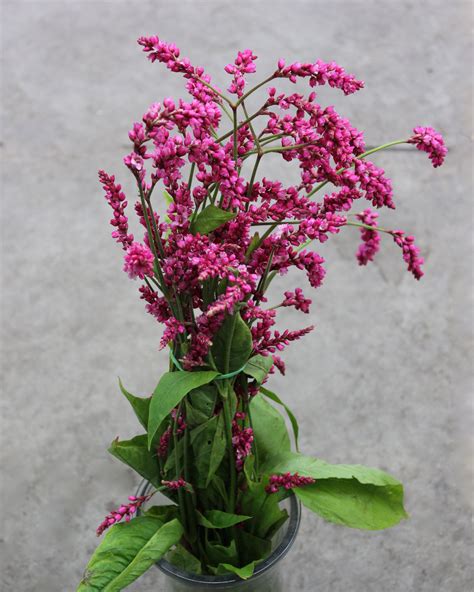 Polygonum | Stevens and Son Wholesale Florist