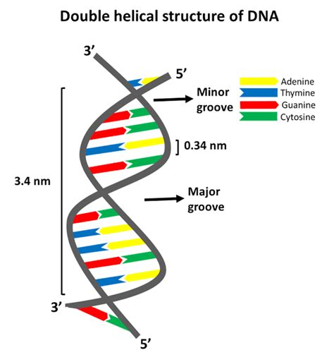 Double Helical Structure of DNA | Watson and Crick Model | Structure of nucleotides