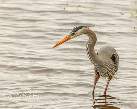 Great Blue Heron Hunting | Myakka River, Sarasota, Florida | Charles Whiting Photography