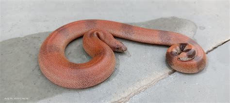 File:Juvenile Red Sand Boa at Chittorgarh, Rajasthan.jpg - HandWiki