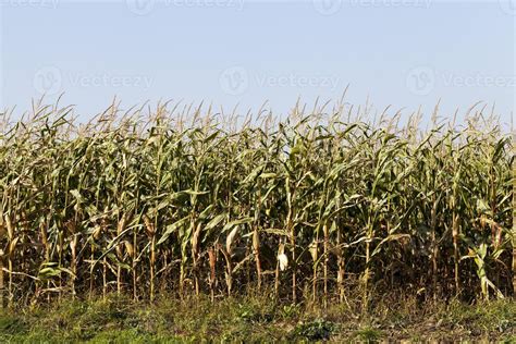 corn field, sky 9414647 Stock Photo at Vecteezy