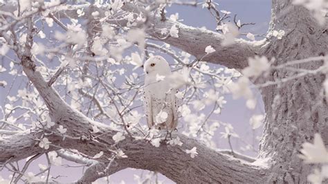 Cute Owl Backgrounds for Desktop Free Download