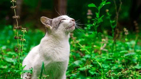 How Far Can Cats Smell? The Secret Superpower Of Your Cat's Nose