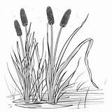 Coloring Page Black And White Line Drawing Of Cattail Plants In A Pond  sketch template