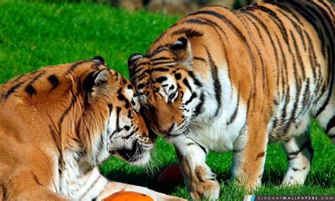 Amour Tigres. Fond d'écran HD à télécharger | Elegant Wallpapers