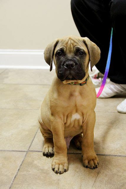 4226_Buckey_PS | English mastiff, Mastiffs, English mastiff puppies