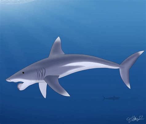 Helicoprion by Selachimorphart30 on DeviantArt