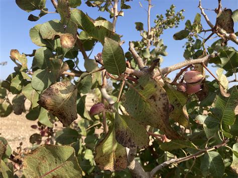 PISTACHIO: PRECISION IRRIGATION FOR WATERING THE GREEN GOLD - EIA