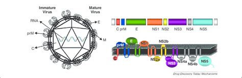 The dengue virus structure and genome. (a) Schematic representation of ...