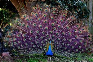 Purple Peacock: Overview, Facts, Symbolism - Peacock Farming