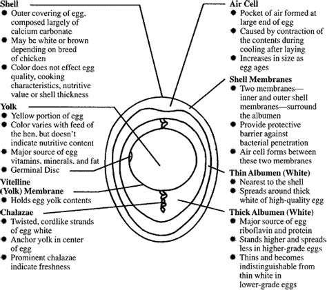 Egg and Egg Processing