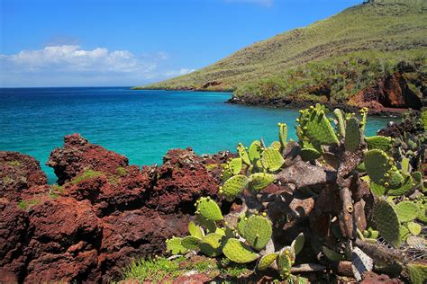 Plantas endémicas de Galápagos | Turismo en Ecuador