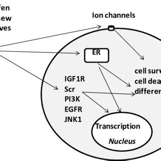 Tamoxifen targets. In addition to the ER, tamoxifen targets important... | Download Scientific ...