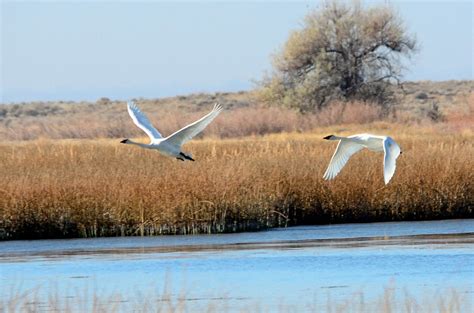 Swans In Flight Photograph by Brian Wartchow - Pixels