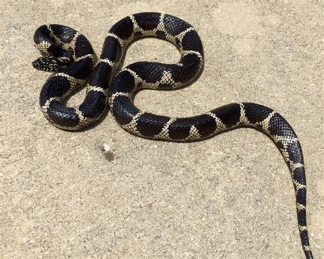 Eastern Kingsnake | NatureRules1 Wiki | Fandom