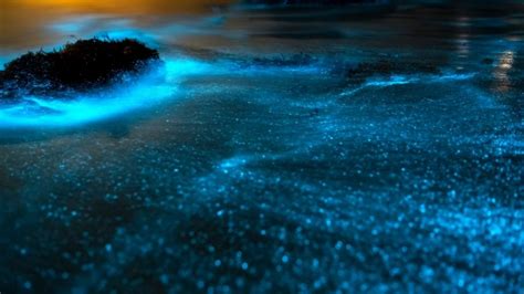 Best Bioluminescent Beaches In The World - Traveller's Elixir