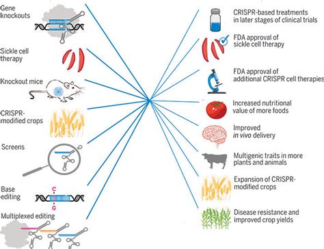 CRISPR technology: A decade of genome editing is only the beginning | Science