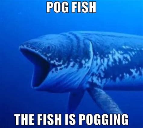 Pog fish : funny