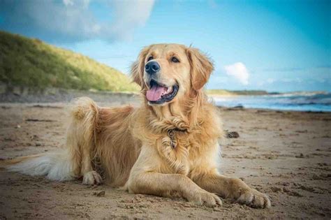 Golden Retrievers Wallpapers - Wallpaper Cave