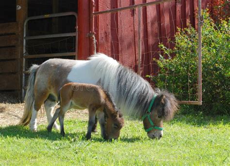 Miniature Horse with Baby stock image. Image of adult - 24346579