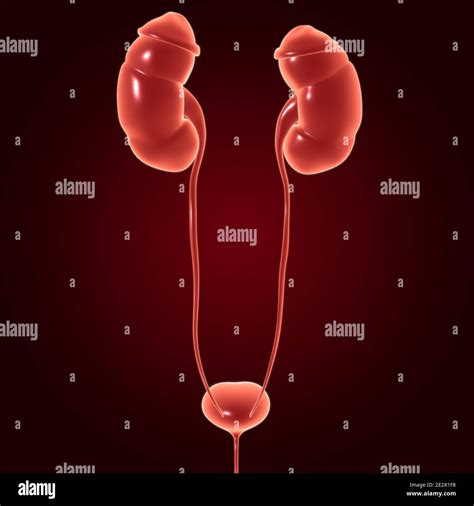 Sistema urinario humano riñones con anatomía de vejiga para el concepto ...