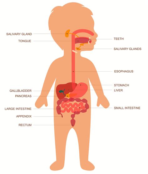 Identify the Functions of Parts of the Human Digestive System Worksheet - EdPlace