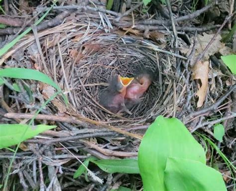 Tom's Blog: Brown thrasher nest