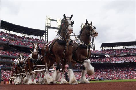 Iconic Budweiser Clydesdales will no longer have their tails shortened - The Columbian