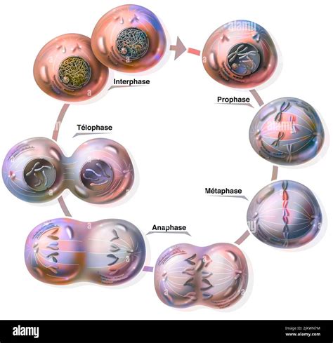 The 4 Mitosis Phases Prophase Metaphase Anaphase Telophase | Porn Sex ...