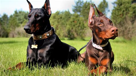 Doberman Pinscher Wallpapers Images Photos Pictures Backgrounds