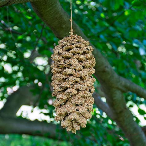 Giant Seed Pine Cone | White Flower Farm