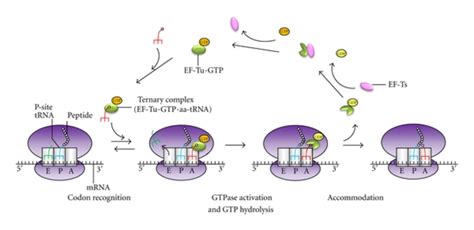 Mitochondria and Apoptosis