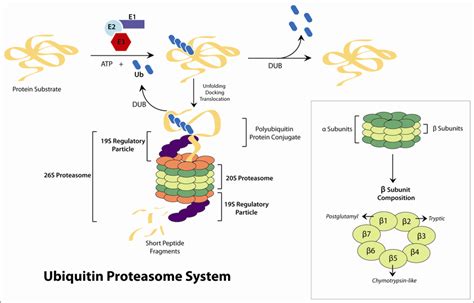 The Ubiquitin-proteasome pathway. Targeting of protein substrates by... | Download Scientific ...