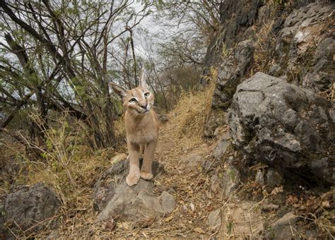 THE WAR ON YEMEN’S WILDLIFE | Sebastian Kennerknecht Photography