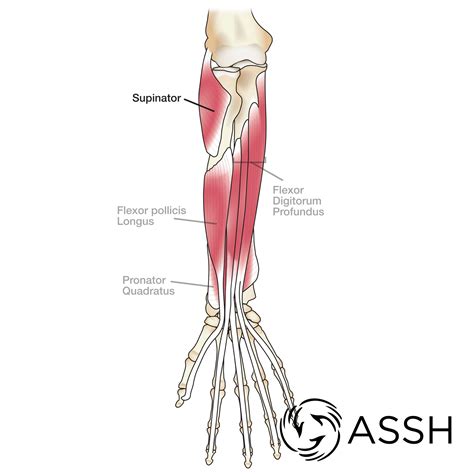 Body Anatomy: Upper Extremity Tendons | The Hand Society