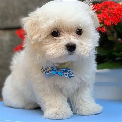 Want To Know More About Maltese Puppies? Read This Post!