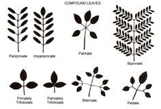 simple and compound leaves | Interesting things! | Leaves, Plant leaves, Tree id