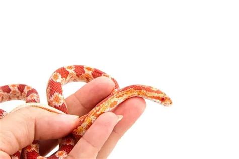 45 Cool Corn Snake Morphs With Pictures