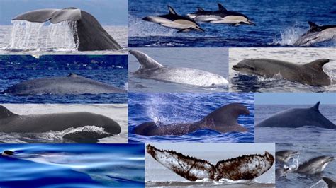 Cetacean diversity in the Azores: why so many species? | TERRA AZUL™ Azores