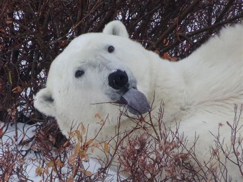 Polar Bears in the Subarctic Tundra - Active Travel Experiences