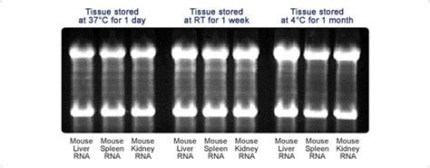 RNA Stabilization and Storage - RNAlater | Thermo Fisher Scientific - JP