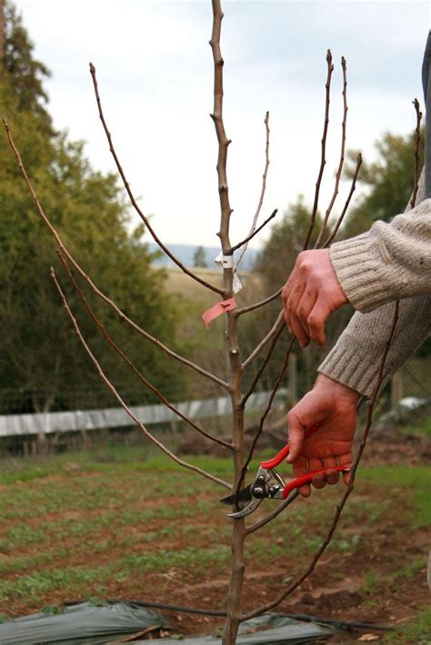 Prune @ Planning | Orchard Keepers | Orchard Design, Restoration ...