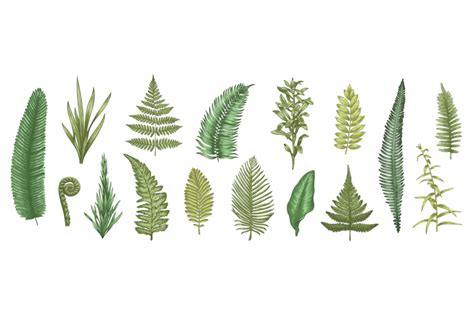 Fern leaves sketch. Forest plants colored hand drawn decorative design ...