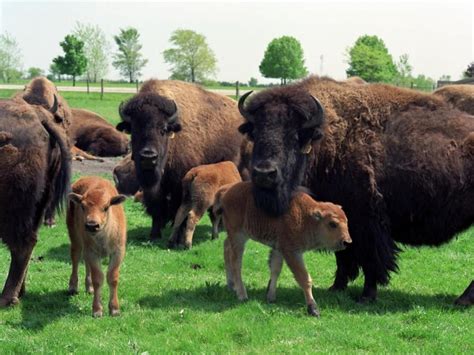 images of buffalo herds | Herd Of Buffalo | Buffalo | Pinterest | Buffalo, Animal and American bison