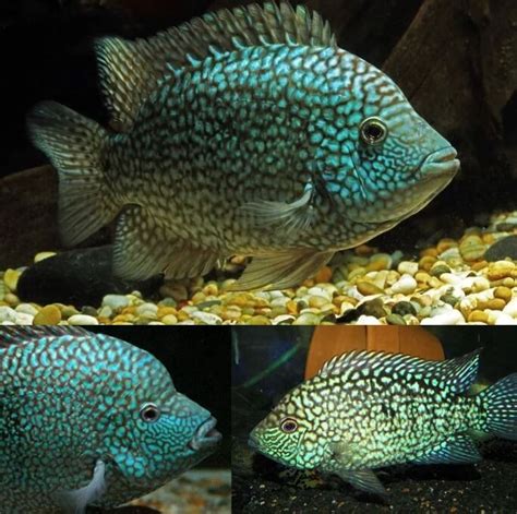 Aquarium Live Fish |Green Texas Cichlid | Size 3" to 3.5" | Single |American cichlid