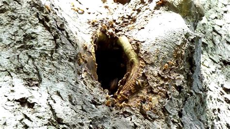 Wild Honey Bees Around Their Tree Hive Nest - YouTube