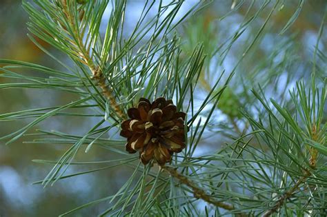 Do Pine Trees Grow From Pine Cones? - Wildlife Informer