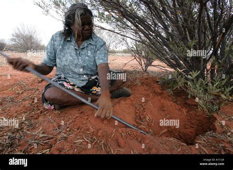 Witchetty grub australia hi-res stock photography and images - Alamy